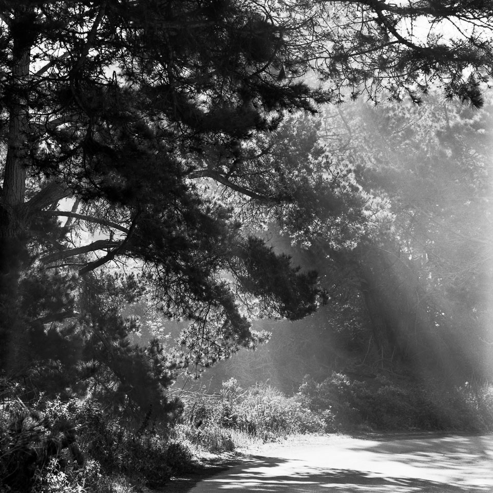 Point-Lobos-Sunlight.jpg