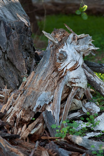 CentralCoast-Feb0309-0118.jpg CentralCoast-Feb0309-0118.jpg