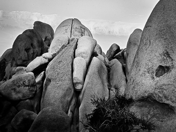 JoshuaTree_10Dec2011-0316_PrintRez.jpg JoshuaTree_10Dec2011-0316_PrintRez.jpg