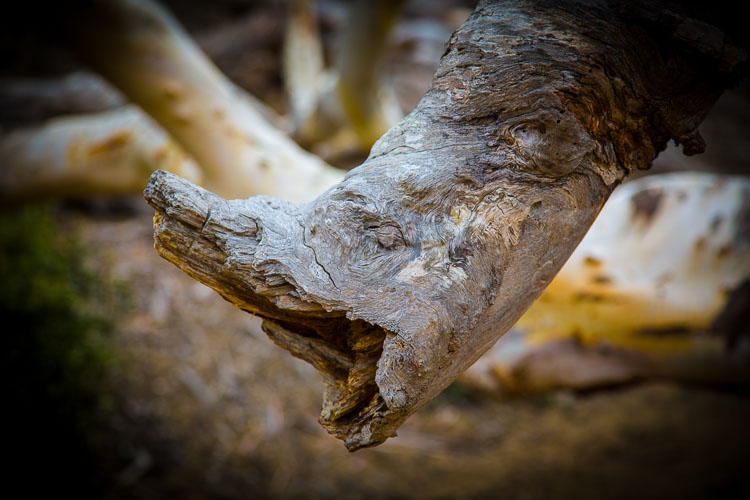 Montana-de-Oro_03Aug2018-0296.jpg Montana-de-Oro_03Aug2018-0296.jpg