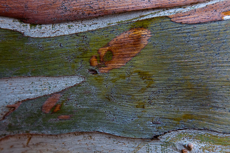 MontanaDeOro_060309-0015.jpg MontanaDeOro_060309-0015.jpg