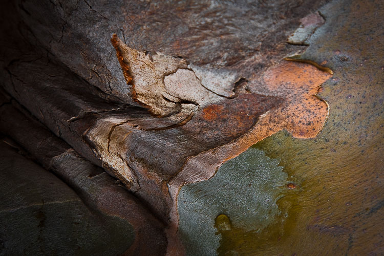 MontanaDeOro_060309-0019.jpg MontanaDeOro_060309-0019.jpg