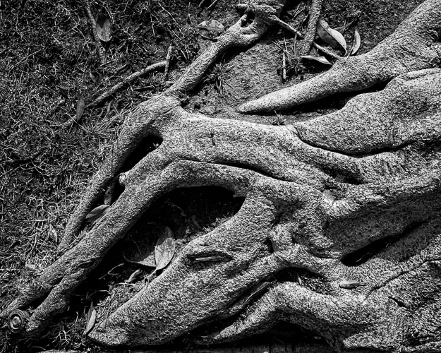 Westchester-Roots_©CHB_13Jul2019-0002.jpg Westchester-Roots_©CHB_13Jul2019-0002.jpg